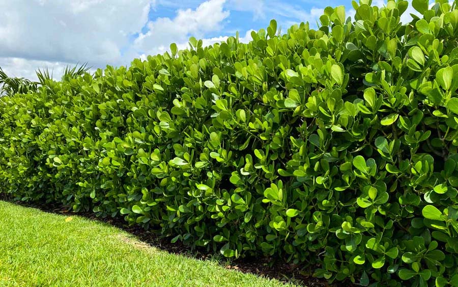 privacy hedge for your home in Florida